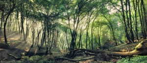 kilian-schonberger-forest-1