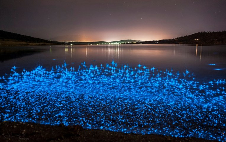 bioluminescence-tasmania